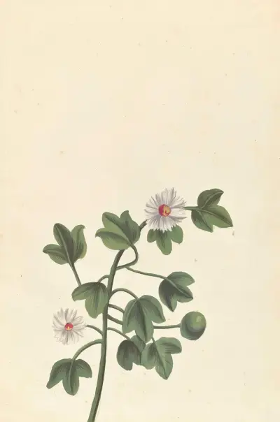 Främmande växt (Plantes étrangères, pl. 069) av Claude Aubriet