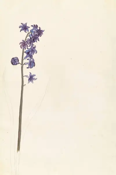 Främmande växter, plansch 070 av Claude Aubriet