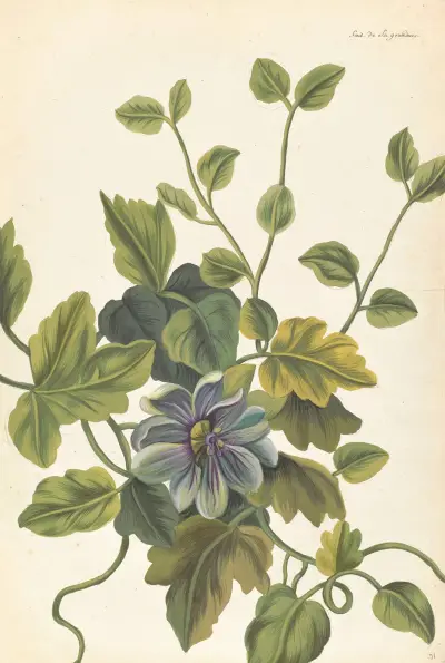 Plantes etrang par Aubriet Pl.071 av Claude Aubriet