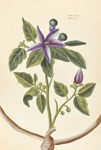 Plantes etrang par Aubriet Pl.072 av Claude Aubriet
