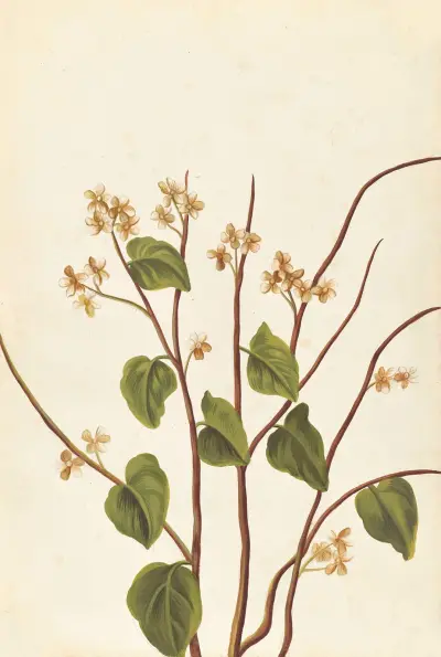 Plantes etrang par Aubriet Pl.075 av Claude Aubriet