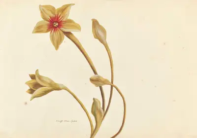 Plantes etrang par Aubriet Pl.082 av Claude Aubriet