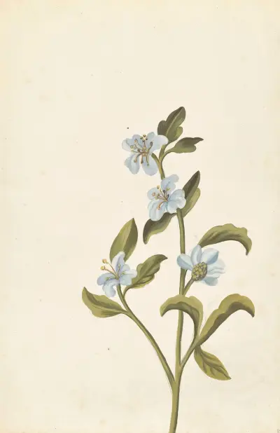 Främmande växter, plansch 085 av Claude Aubriet
