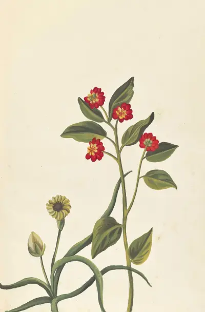 Främmande växter, plansch 088 av Claude Aubriet