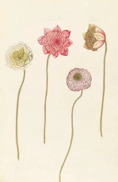 Främmande växter (Plantes etrang), plansch 089 av Claude Aubriet