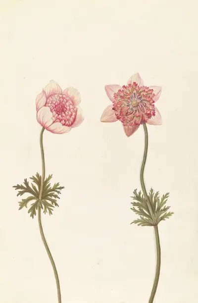 Främmande växter (Plantes étrangères), plansch 090 av Claude Aubriet