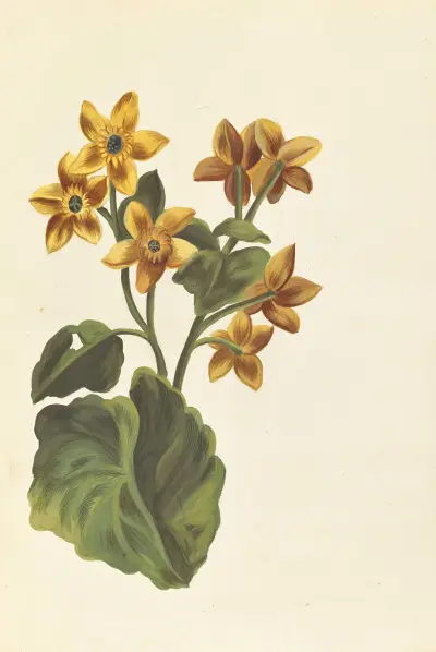 Plantes etrang par Aubriet Pl.091 av Claude Aubriet