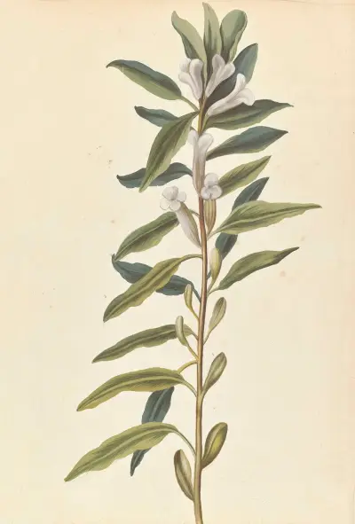 Plantes etrang par Aubriet Pl.092 av Claude Aubriet