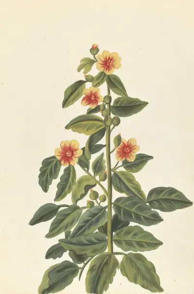 Främmande växter – plansch 093 av Claude Aubriet