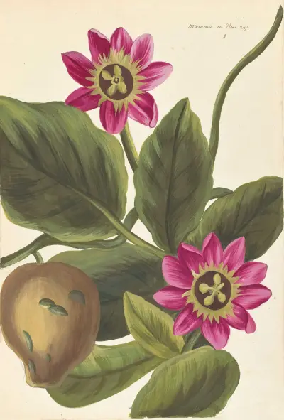 Främmande växt (Plantes etrang), plansch 095 av Claude Aubriet