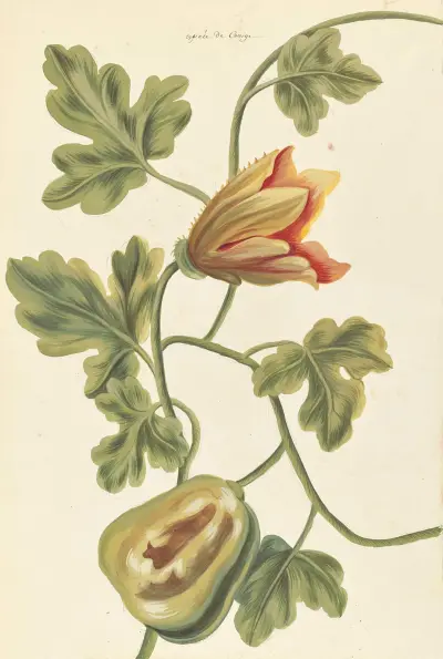 Främmande växter, plansch 096 av Claude Aubriet