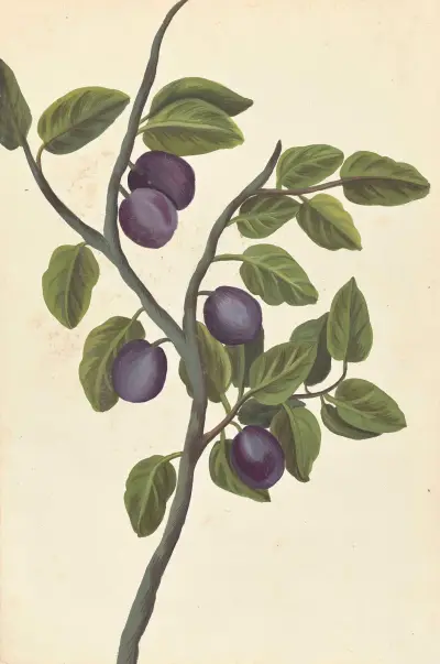 Plantes etrang par Aubriet Pl.099 av Claude Aubriet