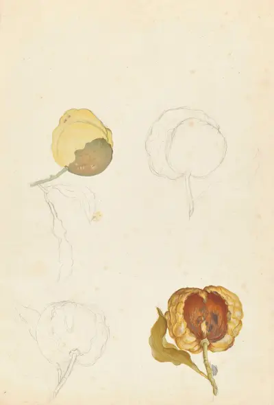 Plantes etrang par Aubriet Pl.104 av Claude Aubriet