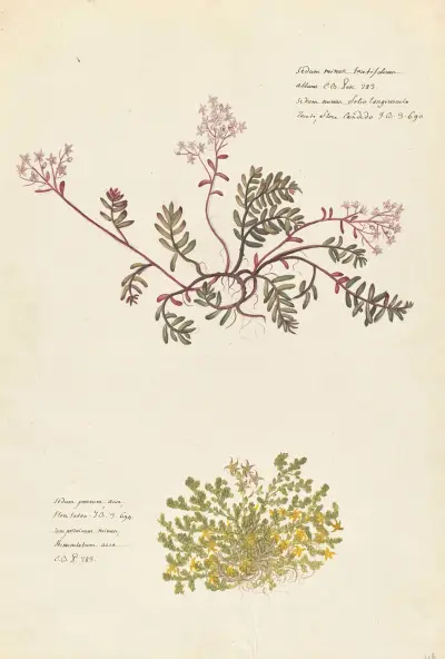 Plantes etrang par Aubriet Pl.105 av Claude Aubriet