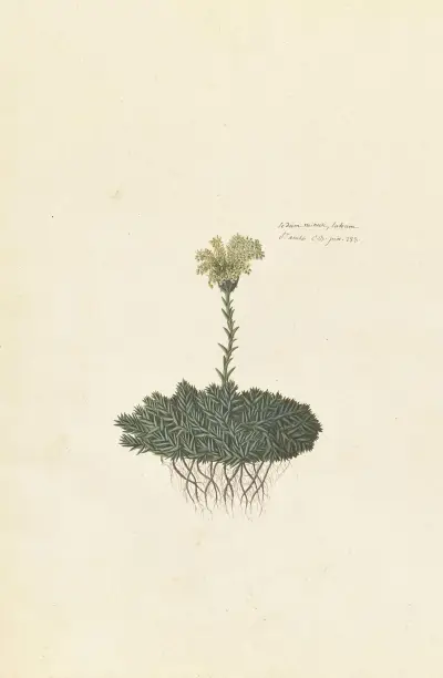 Främmande växter, plansch 106 av Claude Aubriet