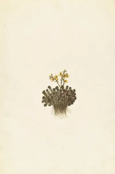 Främmande växter (Plantes étrangères), plansch 109 av Claude Aubriet