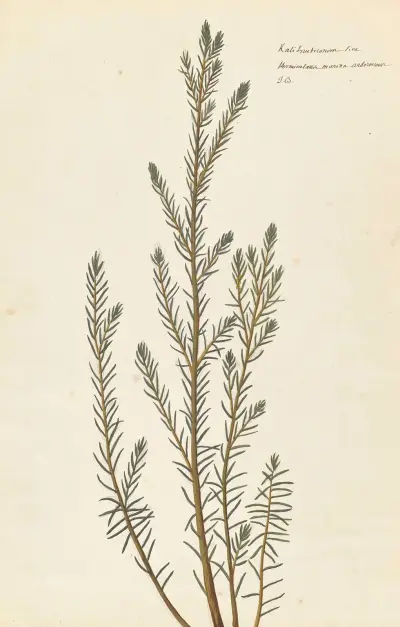 Främmande växter par Aubriet Pl.110 av Claude Aubriet
