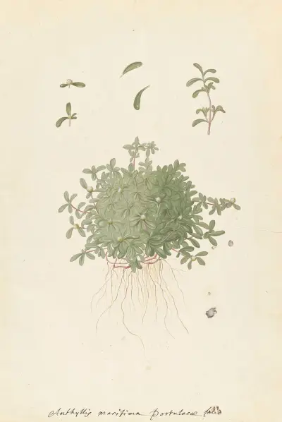 Plantes etrang par Aubriet Pl.111 av Claude Aubriet