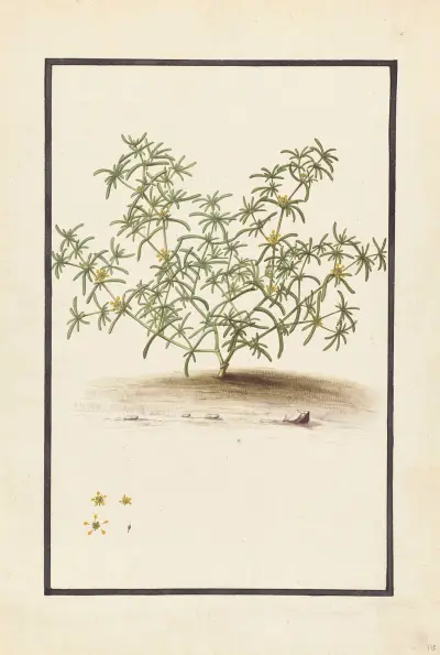Plantes etrang par Aubriet Pl.112 av Claude Aubriet