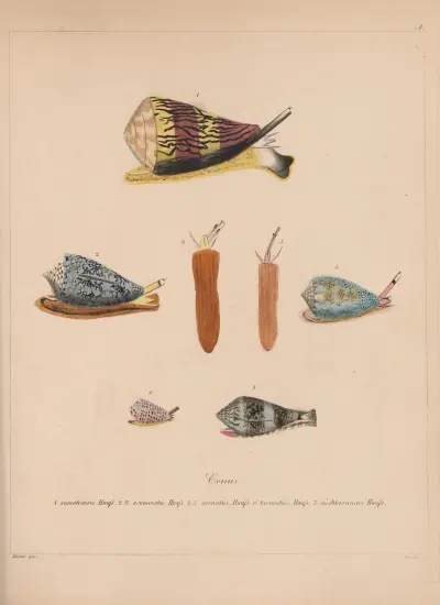 Familjen Coneae eller Conidae pl. 01 av Heinrich Conrad Weinkauff