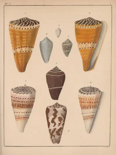 Die Familie der Coneae oder Conidae Pl.02 av Heinrich Conrad Weinkauff