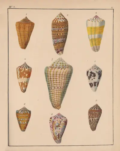 Die Familie der Coneae oder Conidae Pl.03 av Heinrich Conrad Weinkauff