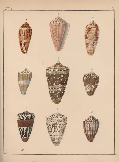 Die Familie der Coneae oder Conidae Pl.04 av Heinrich Conrad Weinkauff