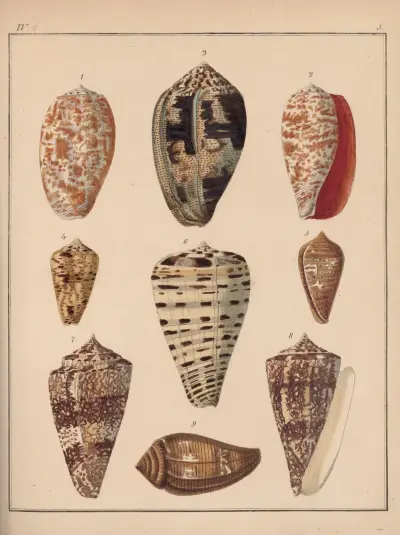 Die Familie der Coneae oder Conidae Pl.06 av Heinrich Conrad Weinkauff