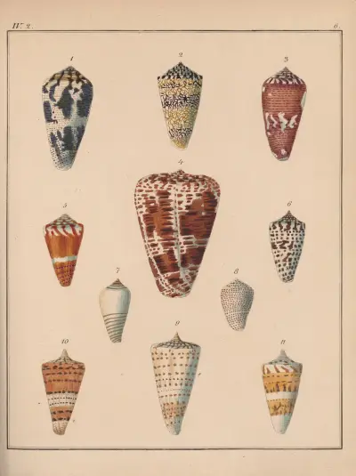 Die Familie der Coneae oder Conidae Pl.07 av Heinrich Conrad Weinkauff