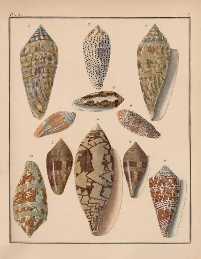 Die Familie der Coneae oder Conidae Pl.08 av Heinrich Conrad Weinkauff