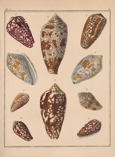 Die Familie der Coneae oder Conidae Pl.09 av Heinrich Conrad Weinkauff