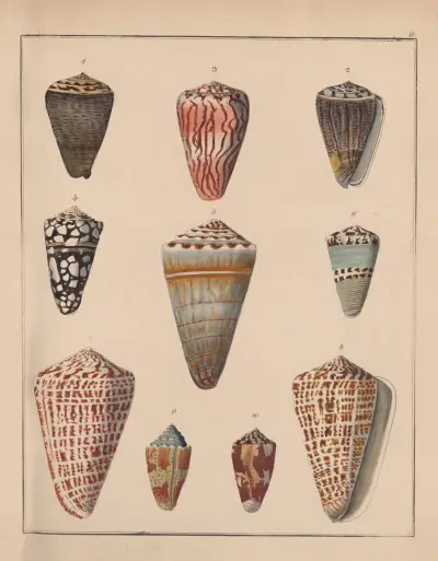 Die Familie der Coneae oder Conidae Pl.10 av Heinrich Conrad Weinkauff