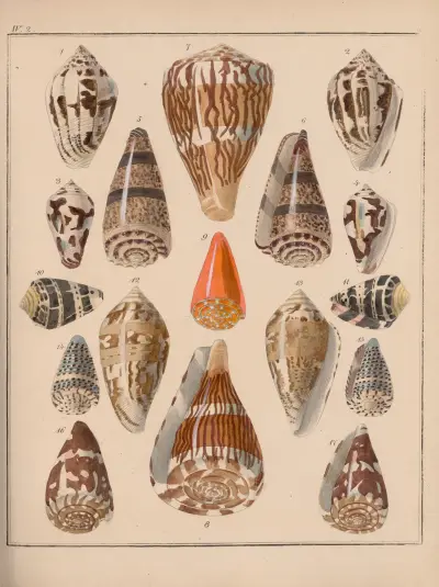 Die Familie der Coneae oder Conidae Pl.11 av Heinrich Conrad Weinkauff