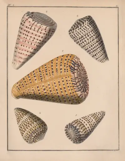 Die Familie der Coneae oder Conidae Pl.12 av Heinrich Conrad Weinkauff