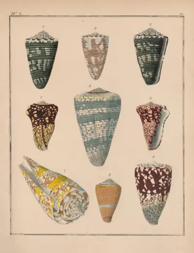 Die Familie der Coneae oder Conidae Pl.13 av Heinrich Conrad Weinkauff