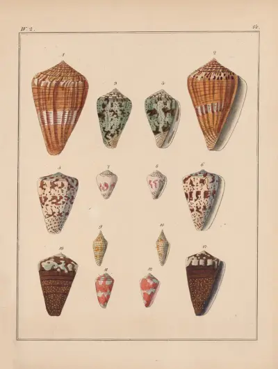 Die Familie der Coneae oder Conidae Pl.15 av Heinrich Conrad Weinkauff