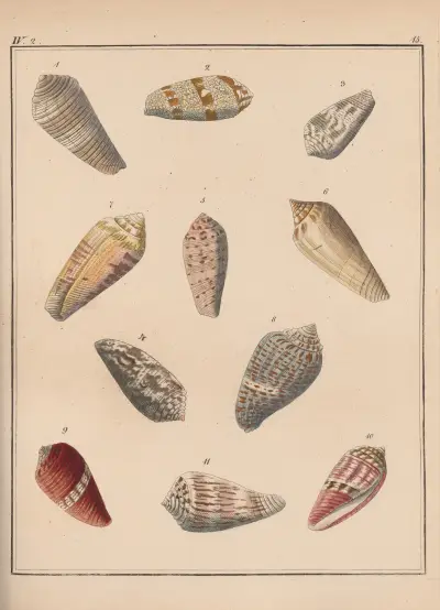 Familjen Coneae eller Conidae Pl.16 av Heinrich Conrad Weinkauff