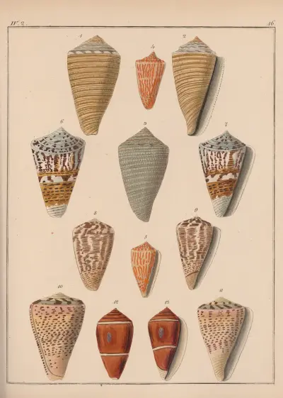 Familjen Coneae eller Conidae Pl.17 av Heinrich Conrad Weinkauff