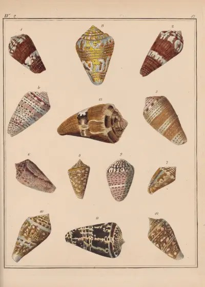 Familjen Coneae eller Conidae pl. 18 av Heinrich Conrad Weinkauff