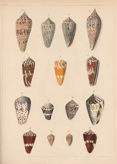 Familjen Coneae eller Conidae pl. 20 av Heinrich Conrad Weinkauff