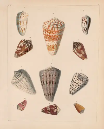 Die Familie der Coneae oder Conidae Pl.21 av Heinrich Conrad Weinkauff