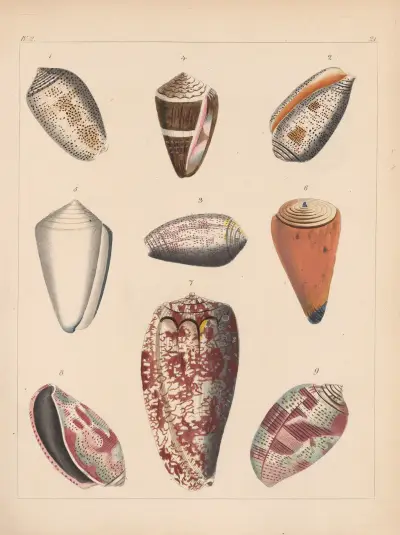 Die Familie der Coneae oder Conidae Pl.22 av Heinrich Conrad Weinkauff