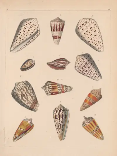 Die Familie der Coneae oder Conidae Pl.23 av Heinrich Conrad Weinkauff