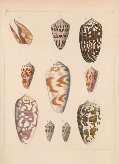 Familjen Coneae eller Conidae pl.24 av Heinrich Conrad Weinkauff