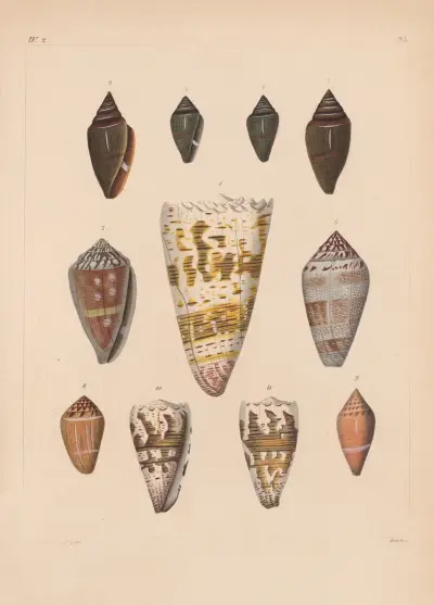 Die Familie der Coneae oder Conidae Pl.25 von Heinrich Conrad Weinkauff