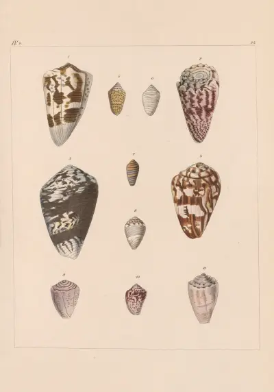 Familjen Coneae eller Conidae pl. 26 av Heinrich Conrad Weinkauff