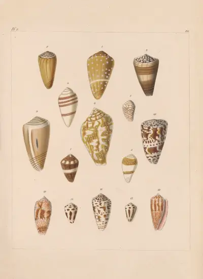 Familjen Coneae eller Conidae pl. 27 av Heinrich Conrad Weinkauff