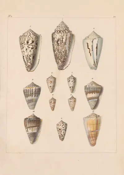 Die Familie der Coneae oder Conidae Pl.28 av Heinrich Conrad Weinkauff