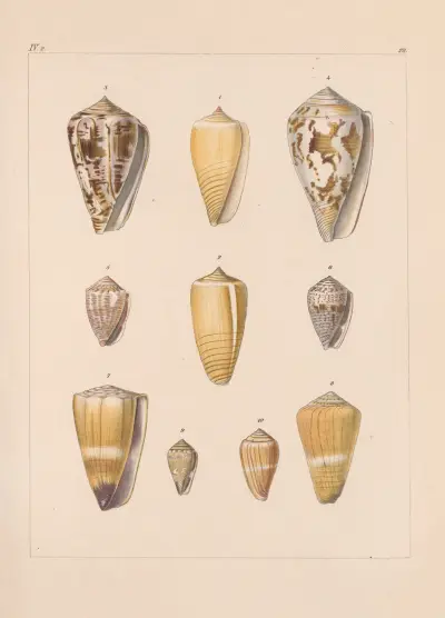 Familjen Coneae eller Conidae pl. 29 av Heinrich Conrad Weinkauff