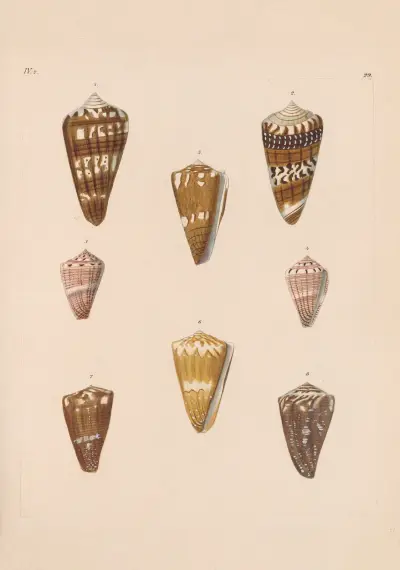 Die Familie der Coneae oder Conidae Pl.30 av Heinrich Conrad Weinkauff